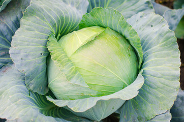 Fototapeta premium fresh cabbage in the garden