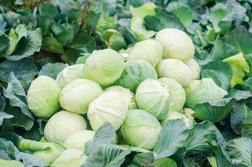 fresh cabbage in the garden