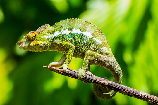 Endemic chameleon of Madagascar