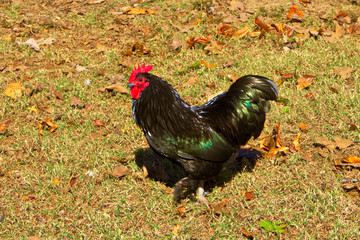 Colorful Rooster 