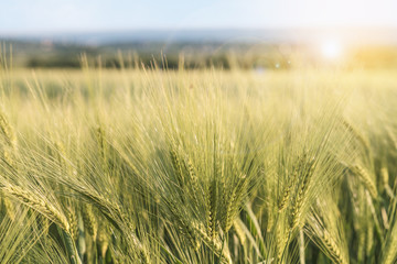 Young barley ears, blurry nature on background, harvest field , agriculture, sunlight and lens flare, close