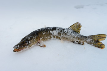 Freshly caught pike lying in the snow, winter fishing.