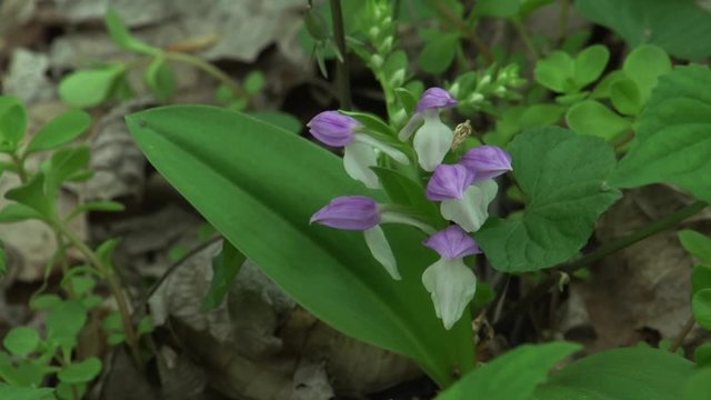 wildflowers in the mountains