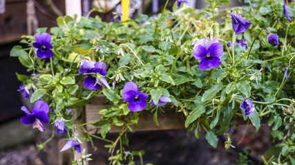 Mauve Pansies plant. © PhotoStudioMCD