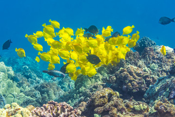 Fototapeta na wymiar Tropical Fish on the Reef