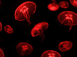 red jellyfish on black background