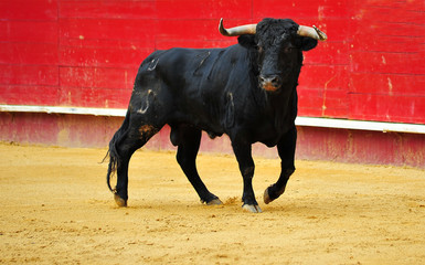 spanish bull