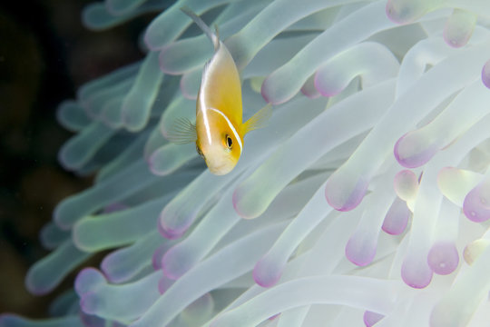 Pink anemonefish swimming amidst magnificent sea anemone