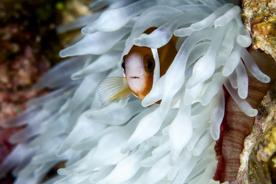Close-up of cinnamon clownfish by coral undersea
