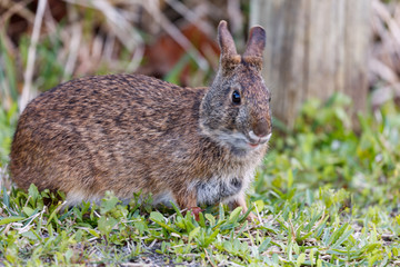 Marsh rabbit from the site on the grass, Florida, USA