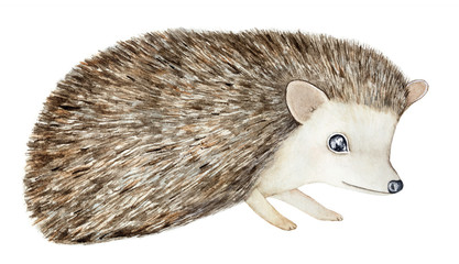 Baby hedgehog watercolor character portrait. Walking, profile view. Symbol of wealth, abundance, protection, vitality, rebirth and spring. Hand painted water color drawing, isolated on white.  © Julija