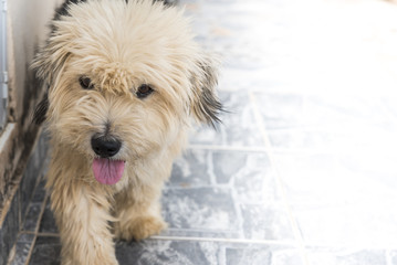 Cachorro peludo branco e cinza