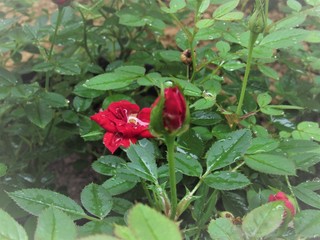 Roseira na chuva.