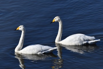 ペアと思われるオオハクチョウ2羽、千葉県