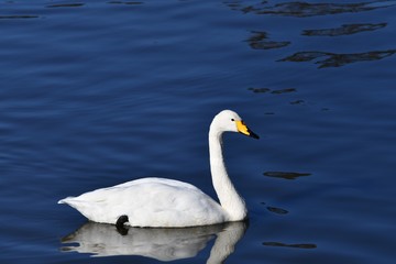オオハクチョウの成鳥1羽、右向き、千葉県