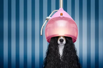 Printed roller blinds Crazy dog dog  at hairdressers salon