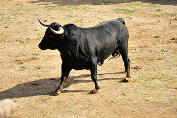 spanish bull