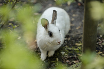 Hase