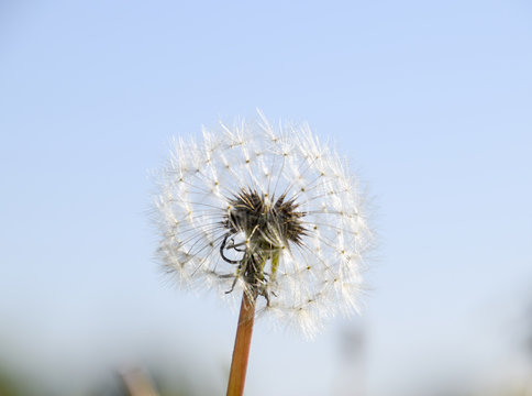 Fototapeta Ripened dandelion seeds. Fluffy dandelion. Dandelion in the meadow.