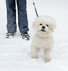 Dog of breed  Bichon Frise against of the owner's legs