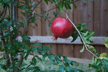 pomegranate