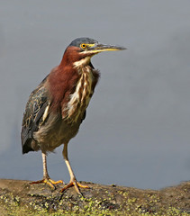 A Green Heron (Butorides virescens) sitting on a log.  Shot in Wheatley provincial park, located in Ontario, Canada..