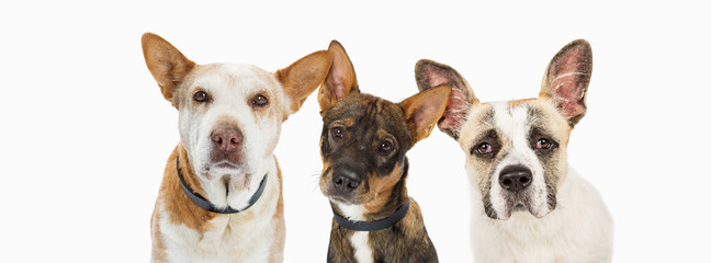 Three Sad Rescue Dogs Horizontal Header - obrazy, fototapety, plakaty