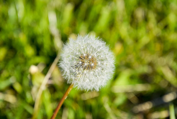 Ripened dandelion seeds. Fluffy dandelion. Dandelion in the meadow.