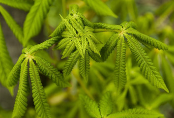 A very vivid and bright  background with green leaves
