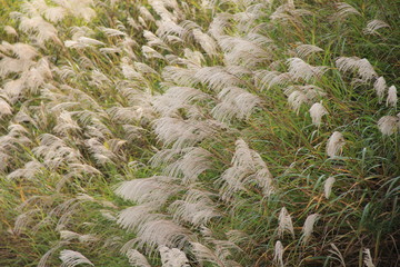 ススキ群生(山形県)