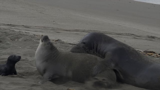 PAIR OF ELEPHANT SEALS IN MATING RITUAL.  Slow motion.  Vwesion 2 of 2.