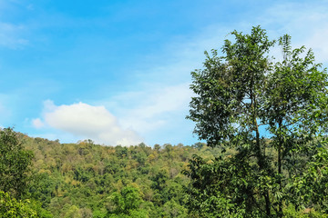 tree with mountain view and blue sky
