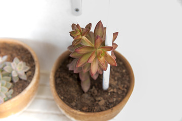 Suculentas plantas de vaso