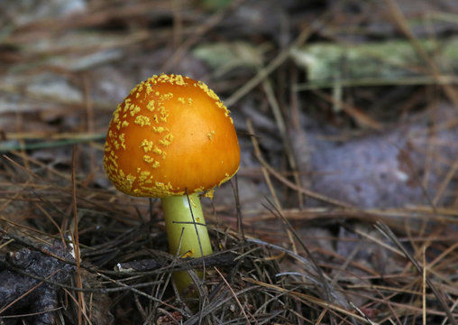 An orange mushroom (Amanita muscaria var. guessowii) shot in Algonquin Provincial Park in Ontario, Canada.
