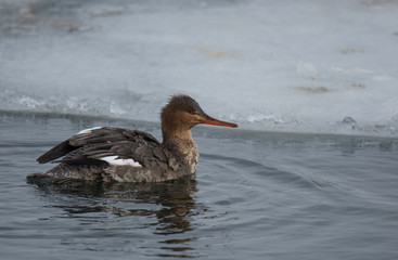 Merganzer Duck Swimming in Ice