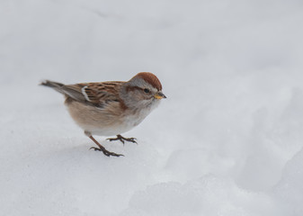 Sparrow in Snow