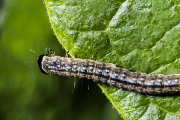 lagarta