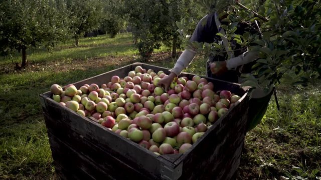 Immigrant farm hand dumps apples into an apple bin in a field of apple trees.