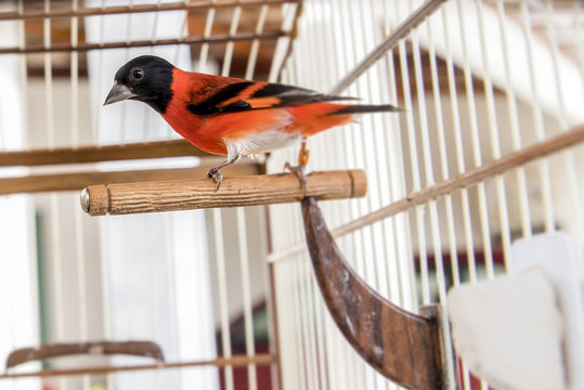 Pintassilva da Venezuela pássaro vermelho e preto em gaiola