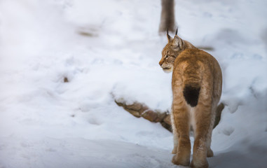 Naklejka premium lynx