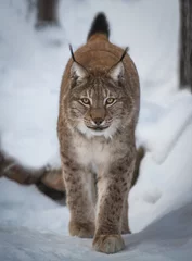 Zelfklevend Fotobehang lynx © Александр Денисюк