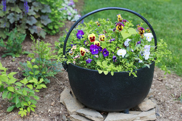 Colorful Pansies in a Bucket