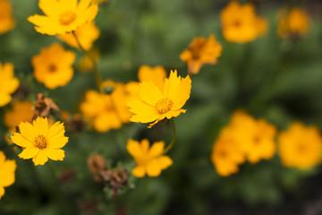Coreopsis flowers in a garden