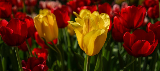 Fototapeta premium Tulip flowers blooming in spring time