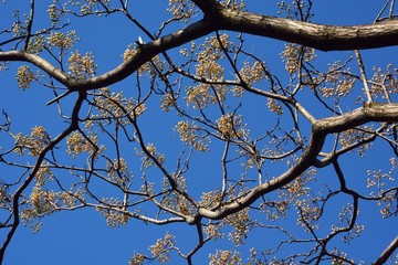 青空を背景にセンダン（栴檀）の果実