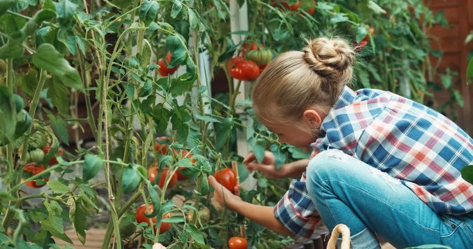 Girl picking up tomatoes in her kitchen garden