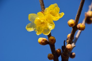 青空を背景にロウバイの黄色の花