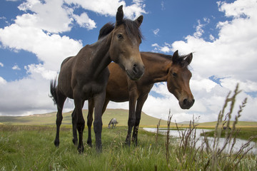 Phonies in the mountains of Lesotho.  They are usually sure-footed, fast, fearless and are known for their stamina.