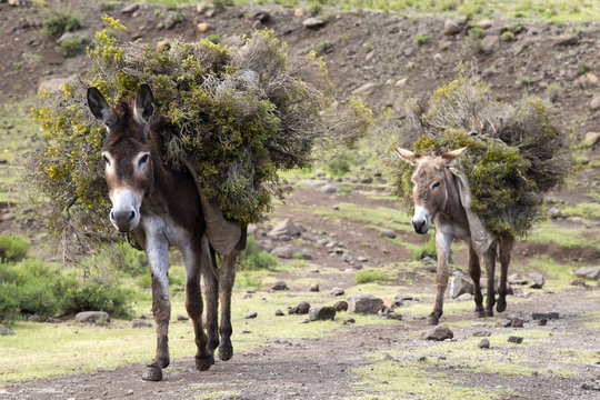 Donkeys in Lesotho used as pack animals.  Two donkeys carrying their load.