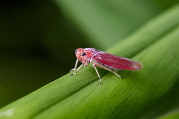 Obraz premium Image of red leafhopper (Bothrogonia sp.,Cicadellidae/Homoptera) on green leaves. Insect. Animal